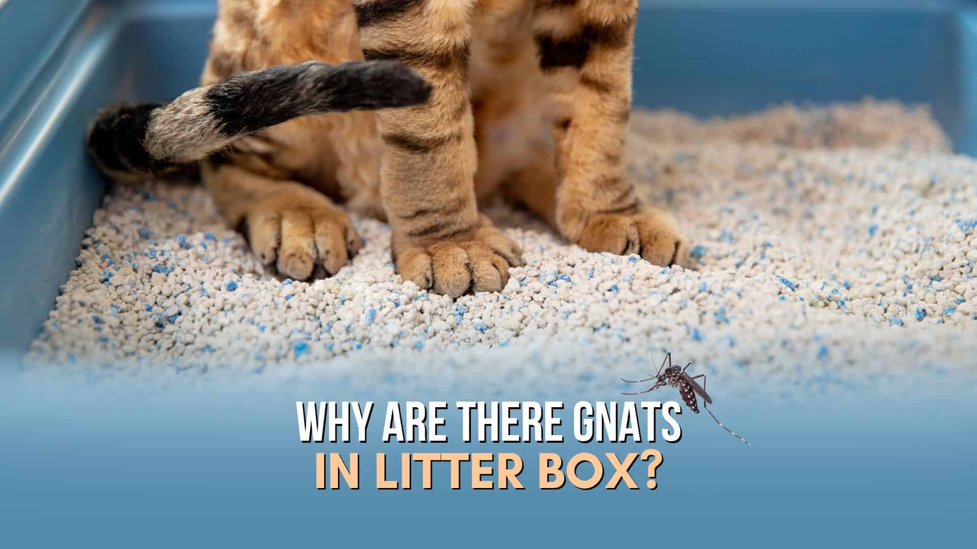 photo of cat paws in a litter box