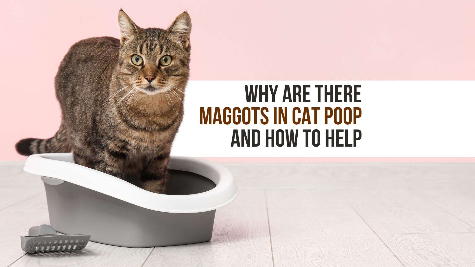 maggots in cat poop