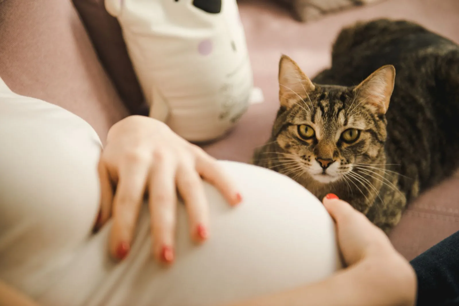 a cat sits next to a pregnant woman