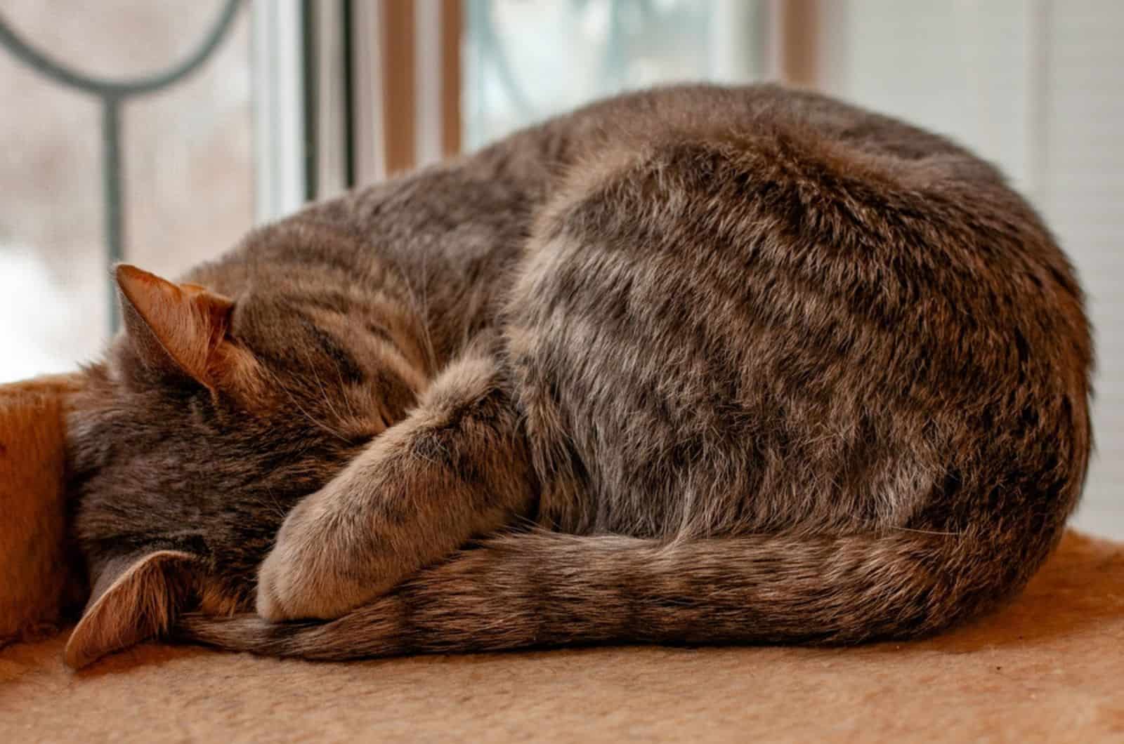 A gray striped cat sleeps with her muzzle covered by a paw