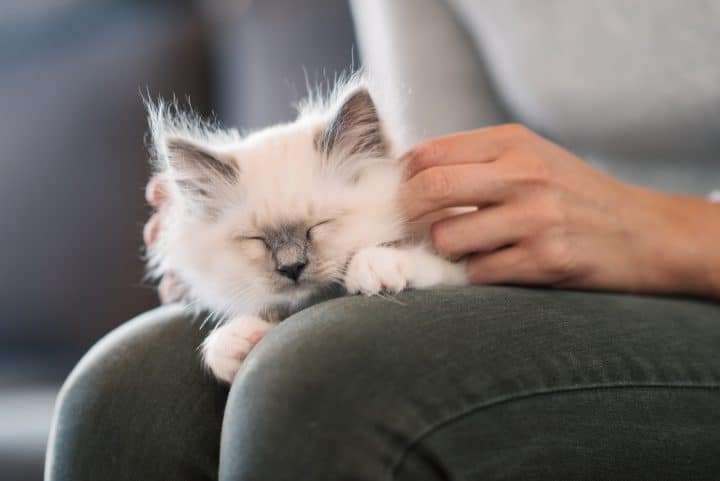 cat sleeping in owners lap