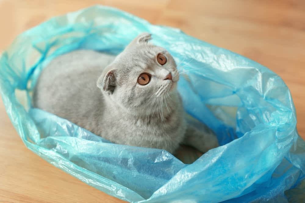 cat sitting on plastic bag