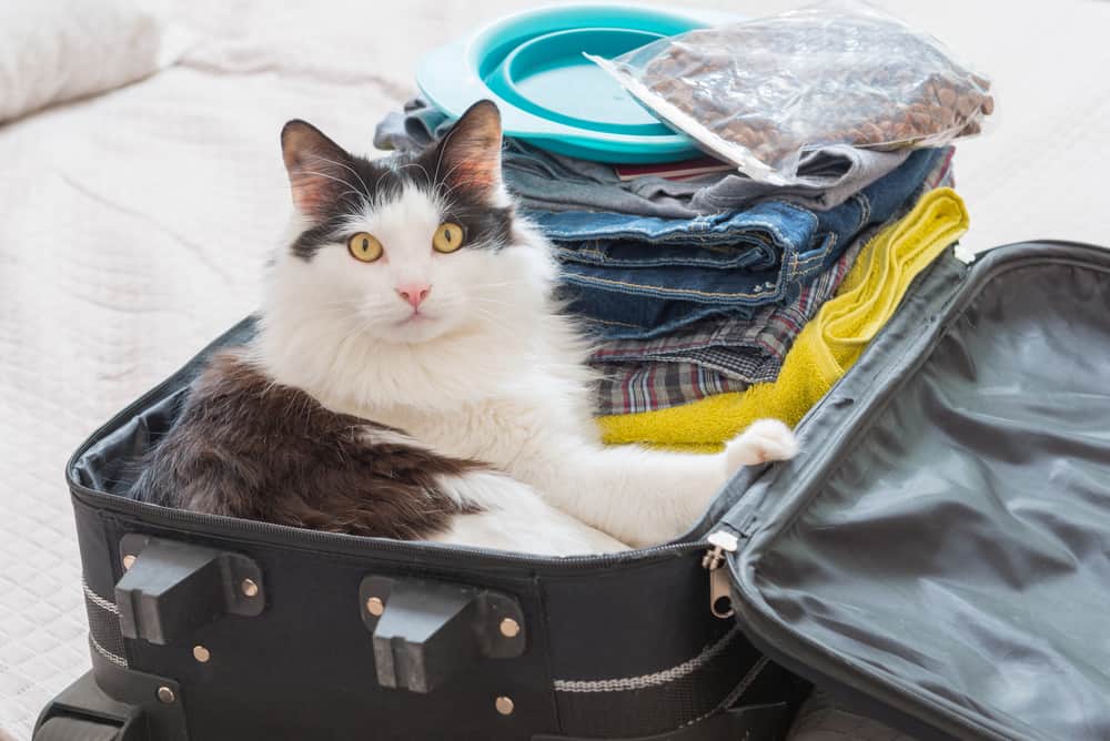 cat happily sitting in a packed suitcase