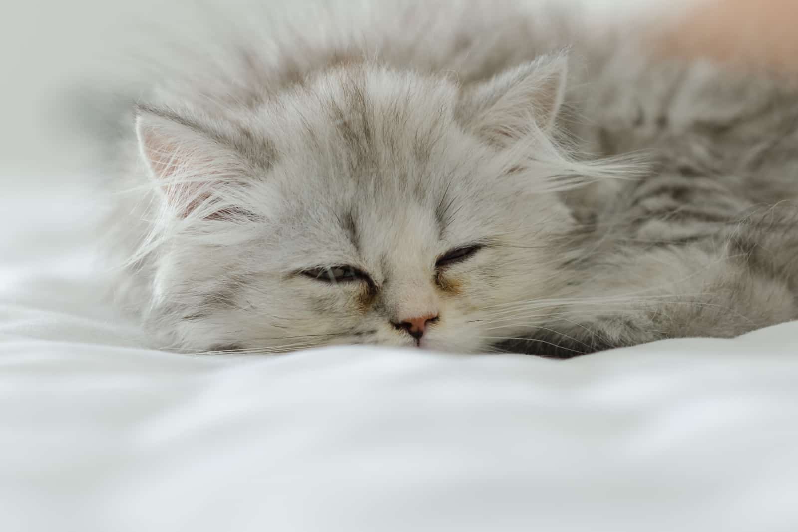 persian cat sleeping