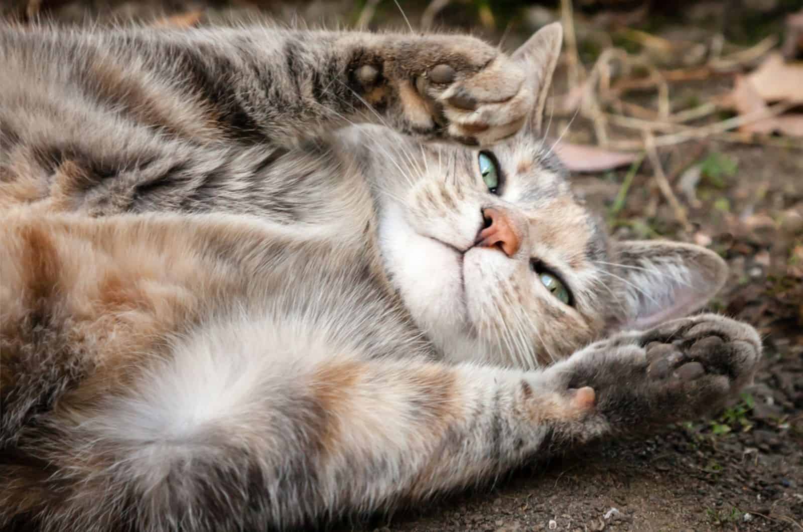 tabby cat rolling on the dirt