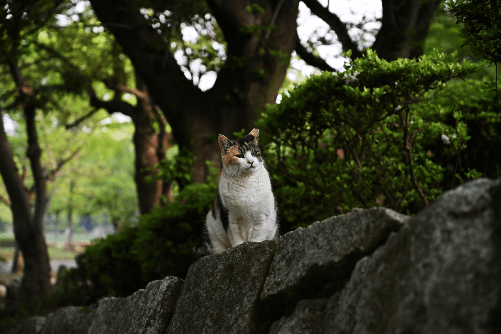 the cat stands and looks into the distance