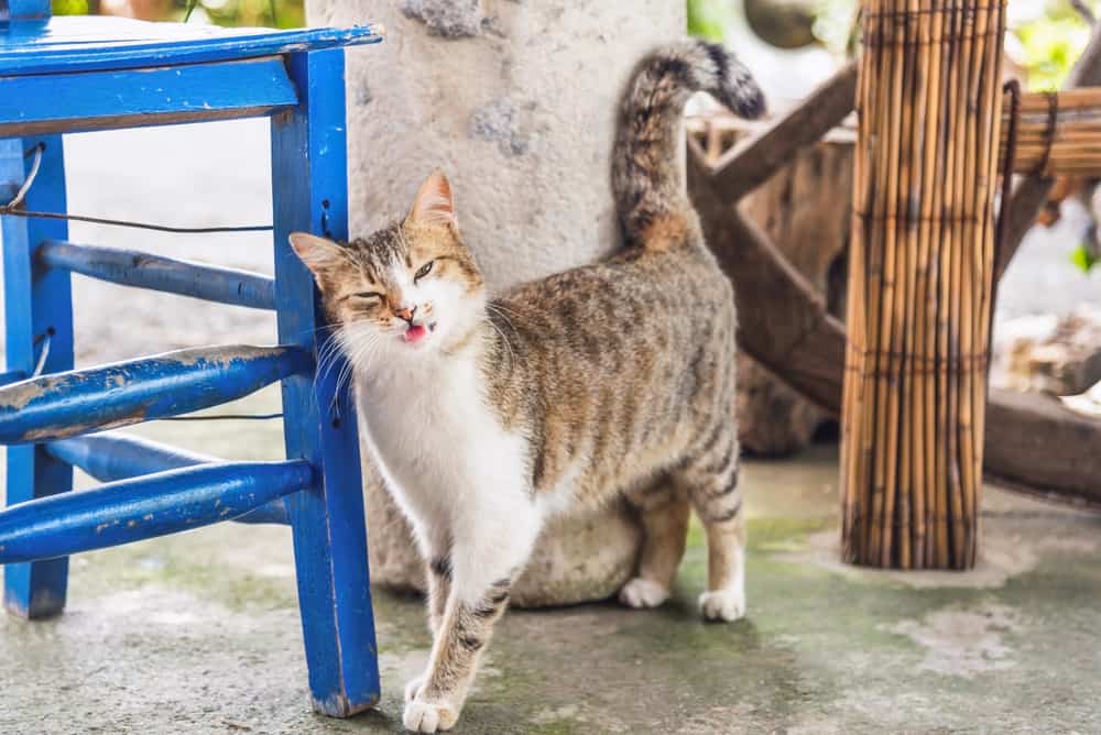 cat happily trilling or chirping by a blue chair