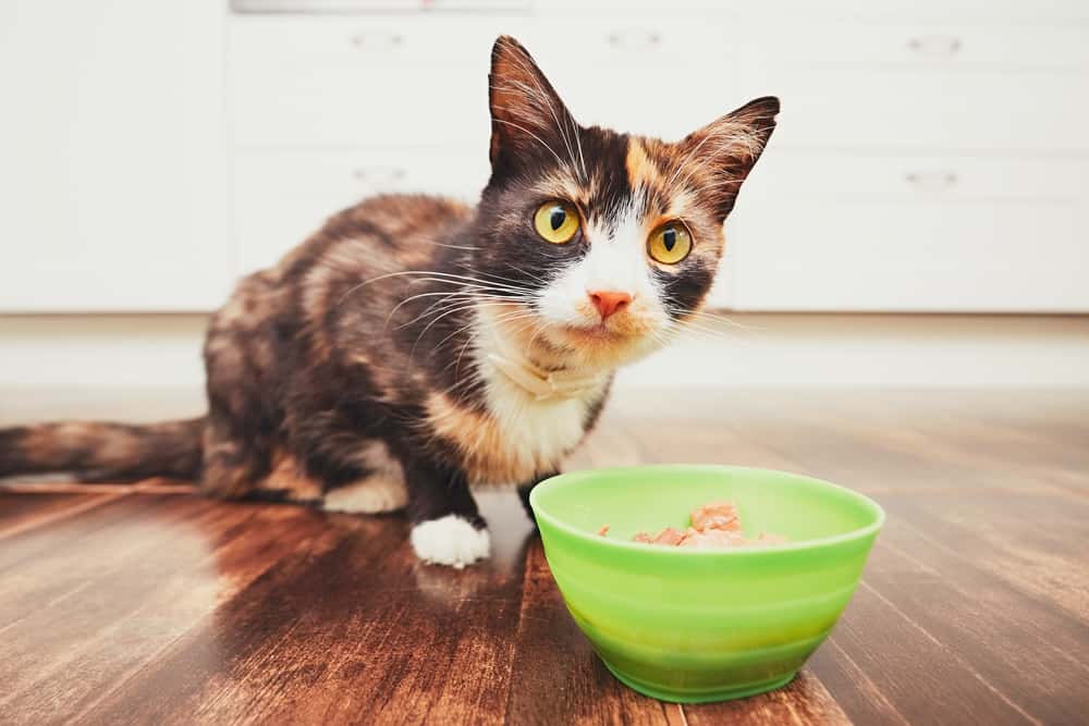 Why Does My Cat Beg For Food When Her Bowl Is Full