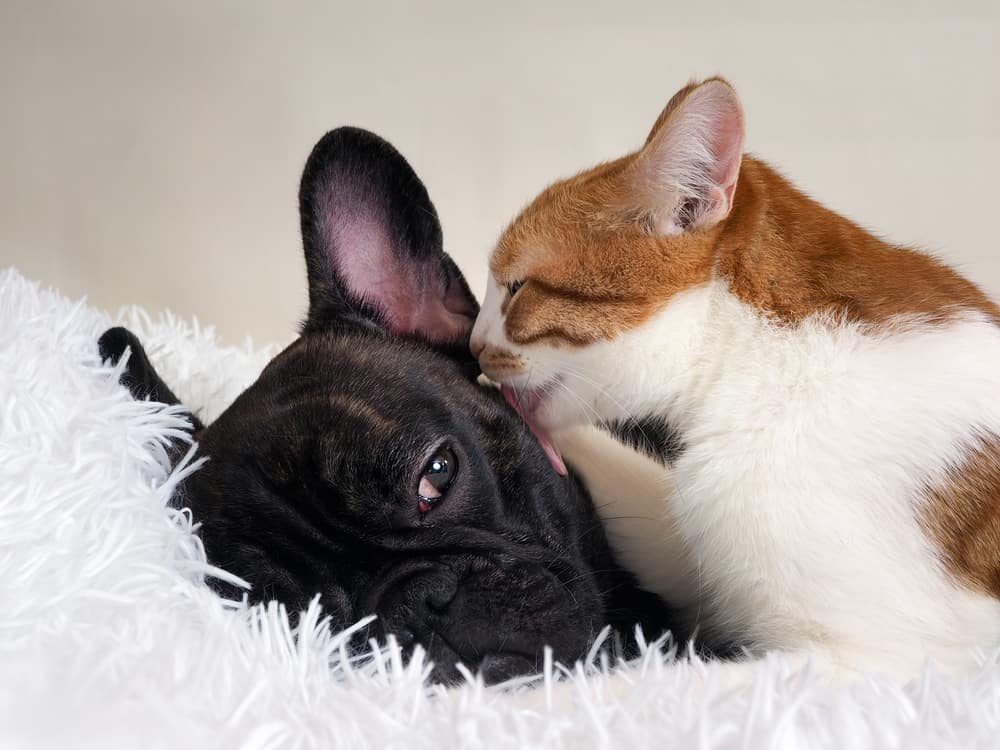 cat licking and grooming a dog