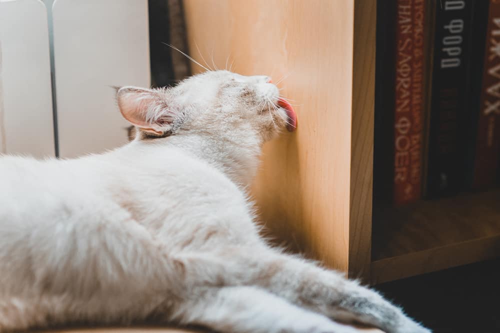 cat licking the wall