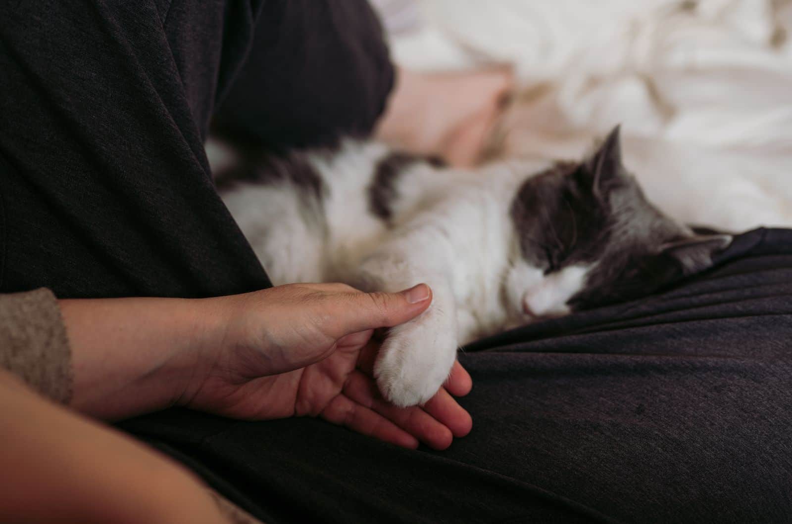 Cat Sleeping in lap