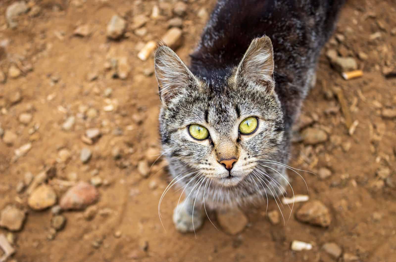 cat looking up