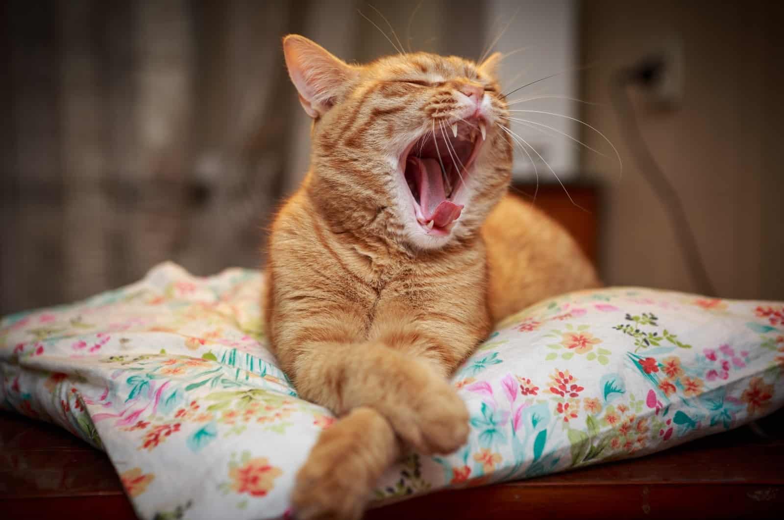 orange cat with open mouth