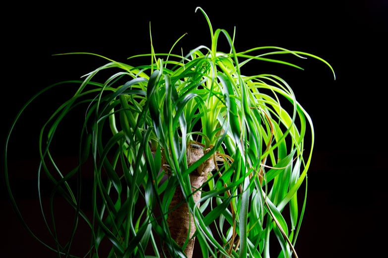 Why Does My Ponytail Palm Have Brown Tips