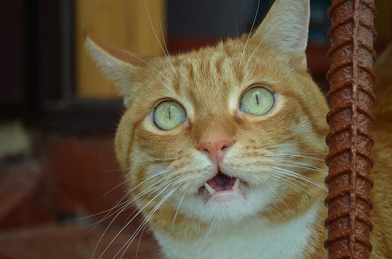 orange cat making a weird mouth movement