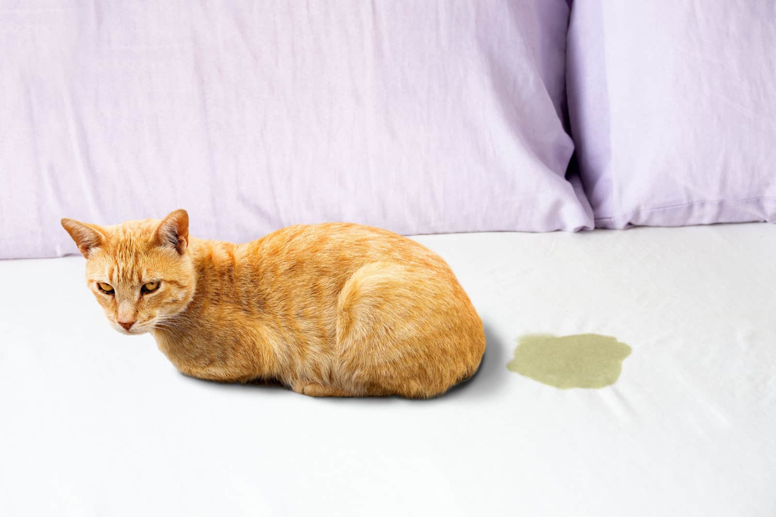 orange cat sitting next to urine stain on bed