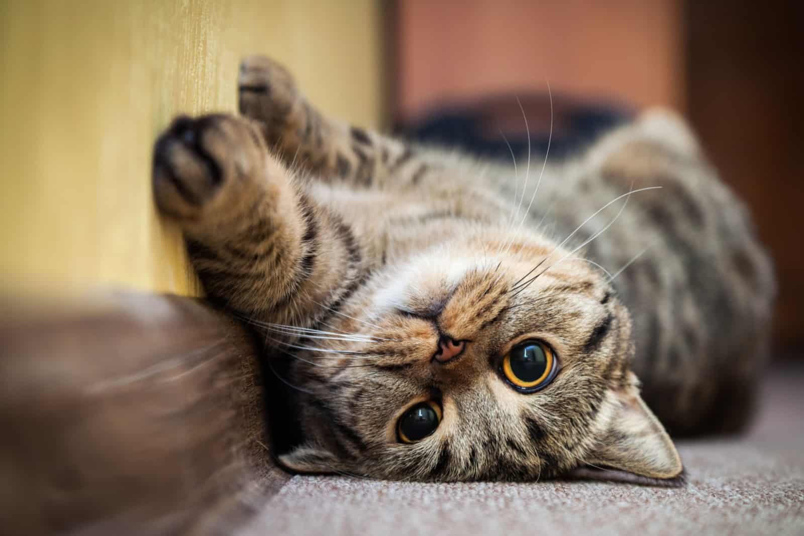 cute cat laying on floor