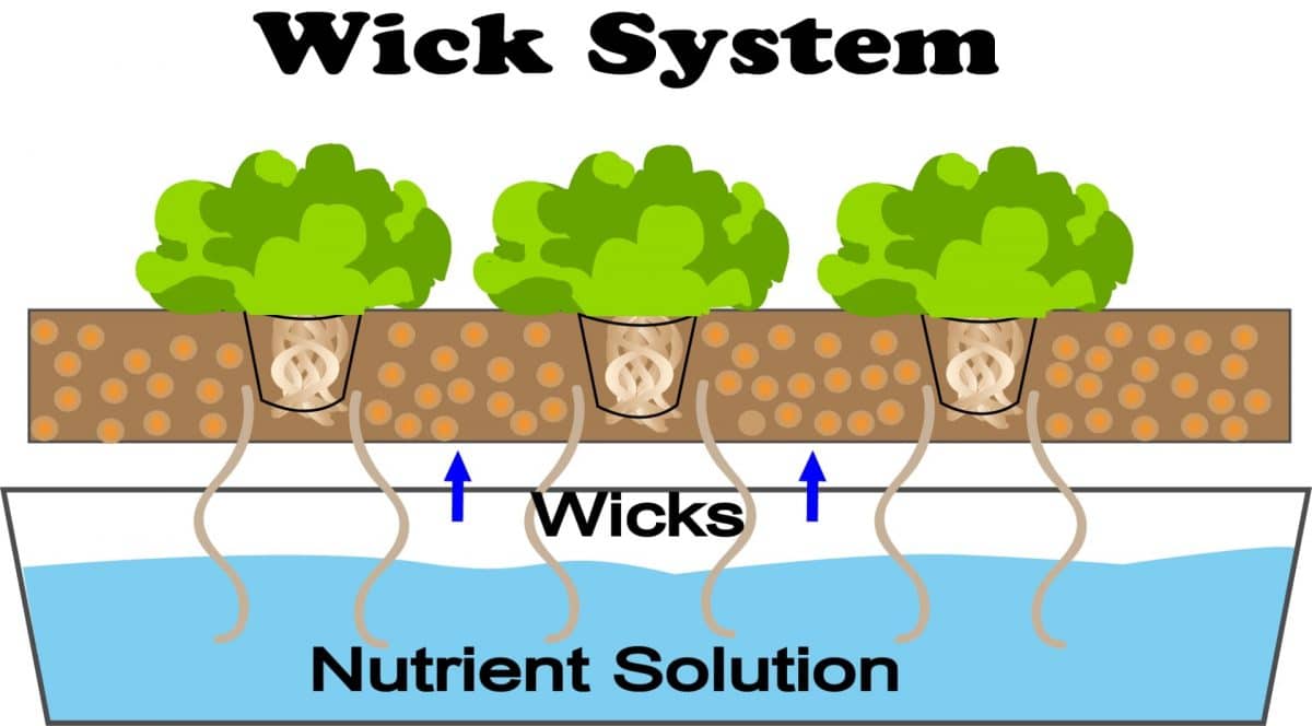 Wick System Hydroponics