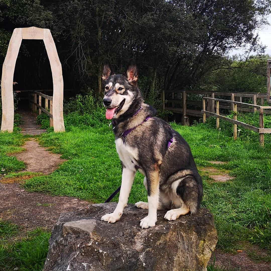 Wolamute sitting outside on the grass