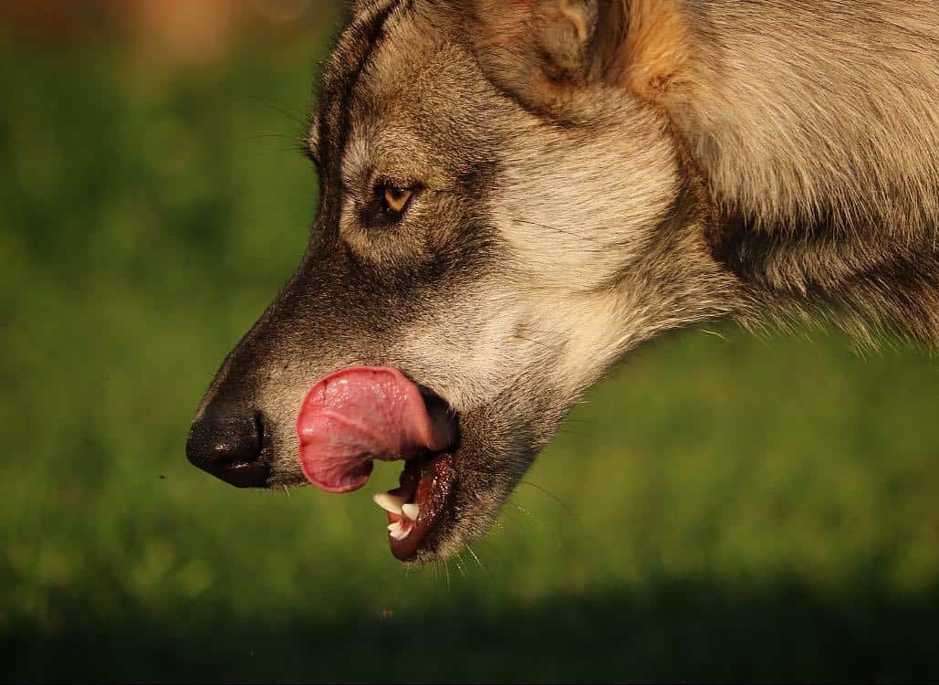 Wolamute showing off its sharp teeth