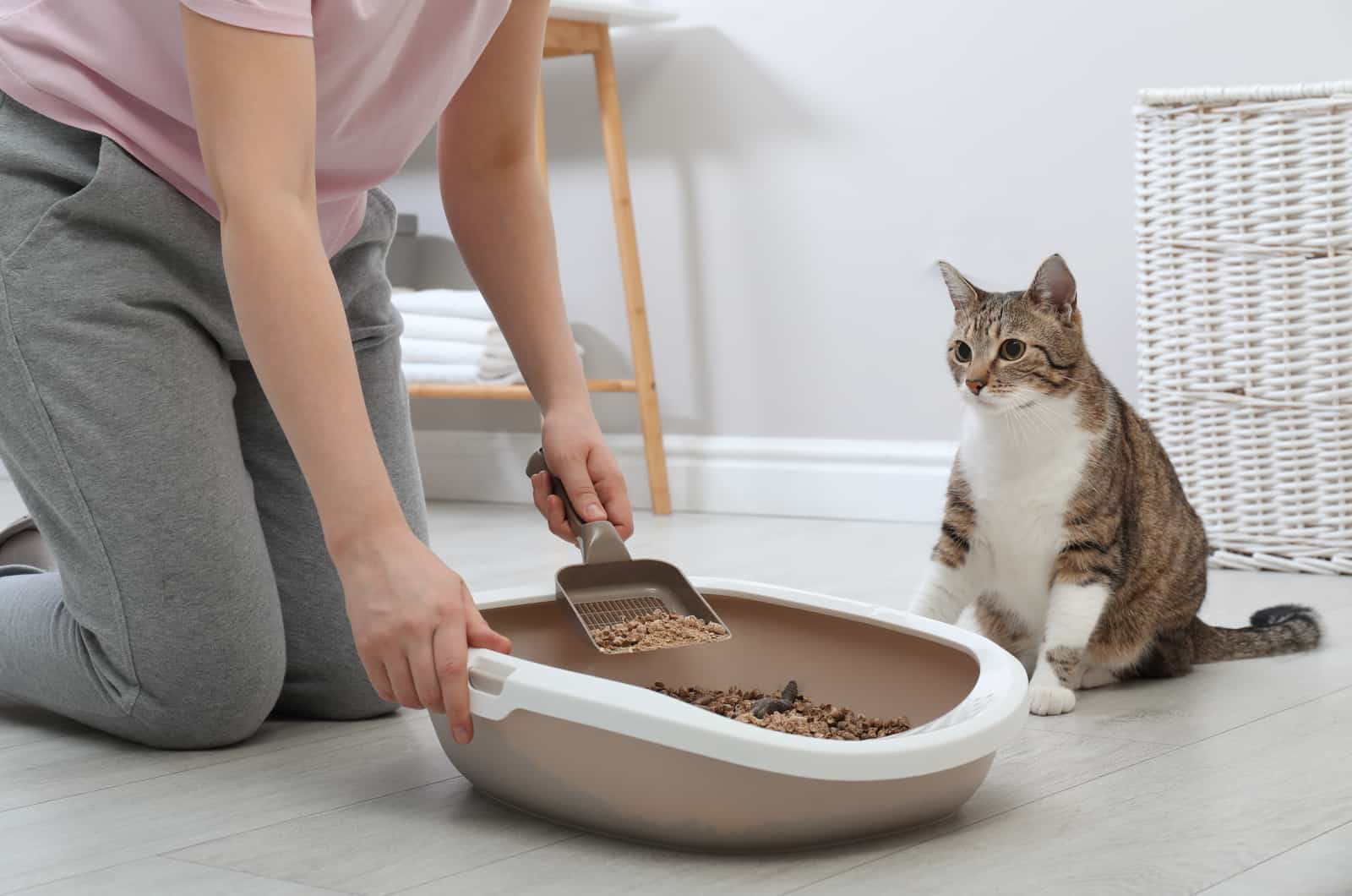 Woman cleaning cat litter tray at home