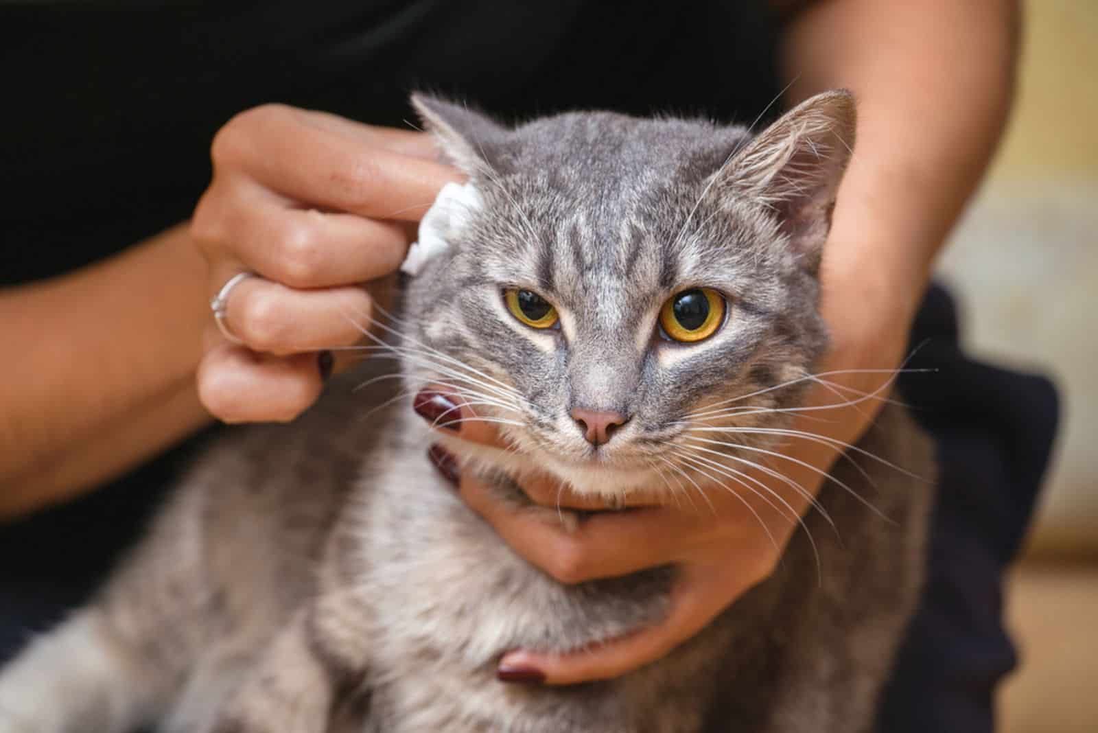 Woman cleaning cat's ears at home with wool