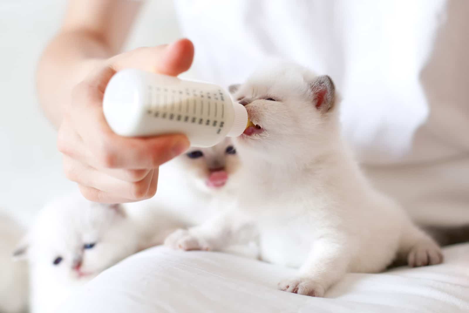 Woman feeding little white kitten with milk replacer from bottle