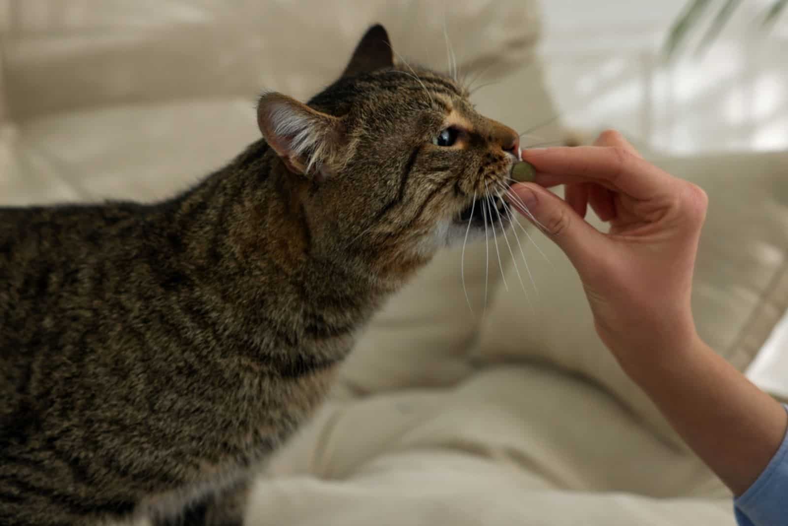 Woman giving pill to cute cat at home