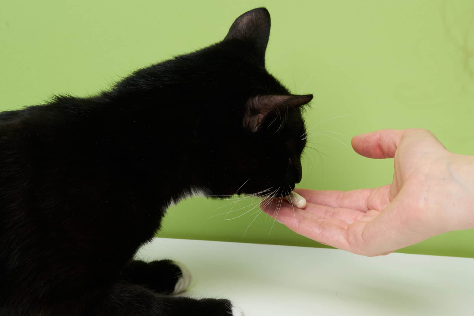 Woman hand with a pill in front of a black cat