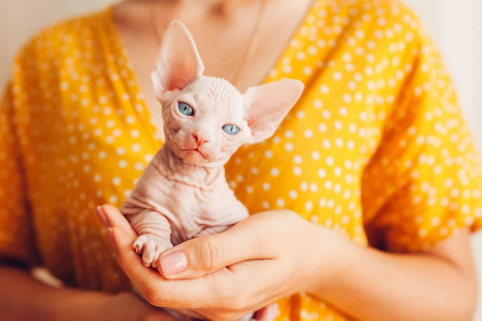 Woman holding Canadian sphynx in hands at home