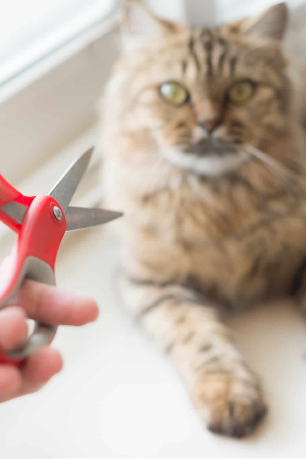 Woman holding scissors while cat laying down