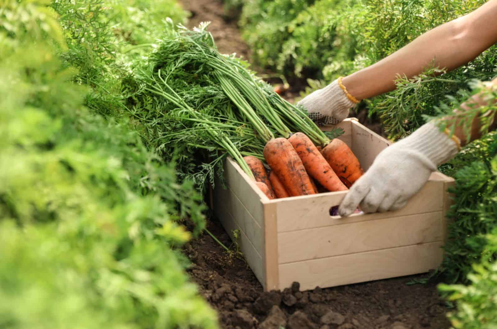 Woman holding wooden crate of fresh ripe carrots