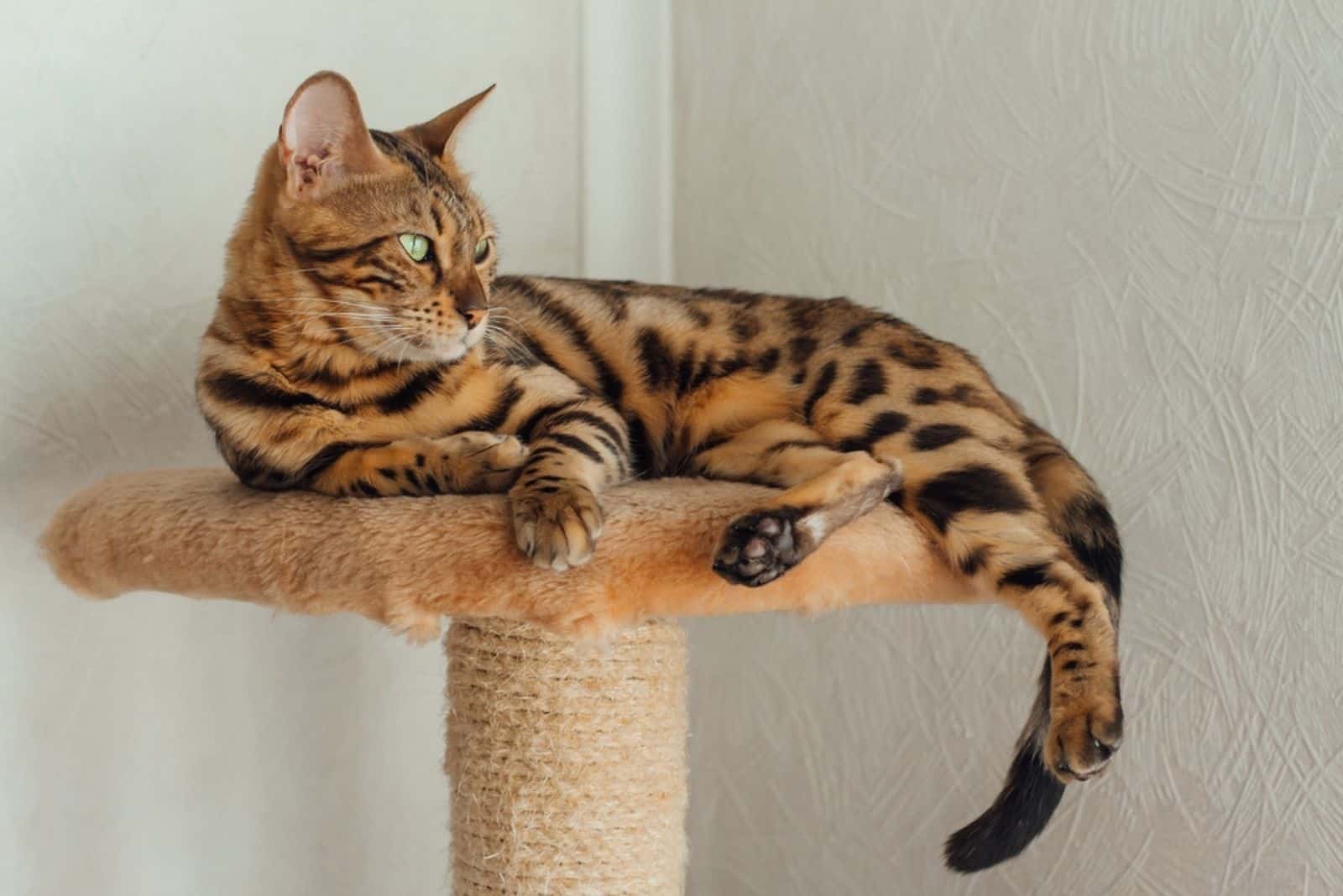 Young cute bengal cat laying on a soft cat's shelf