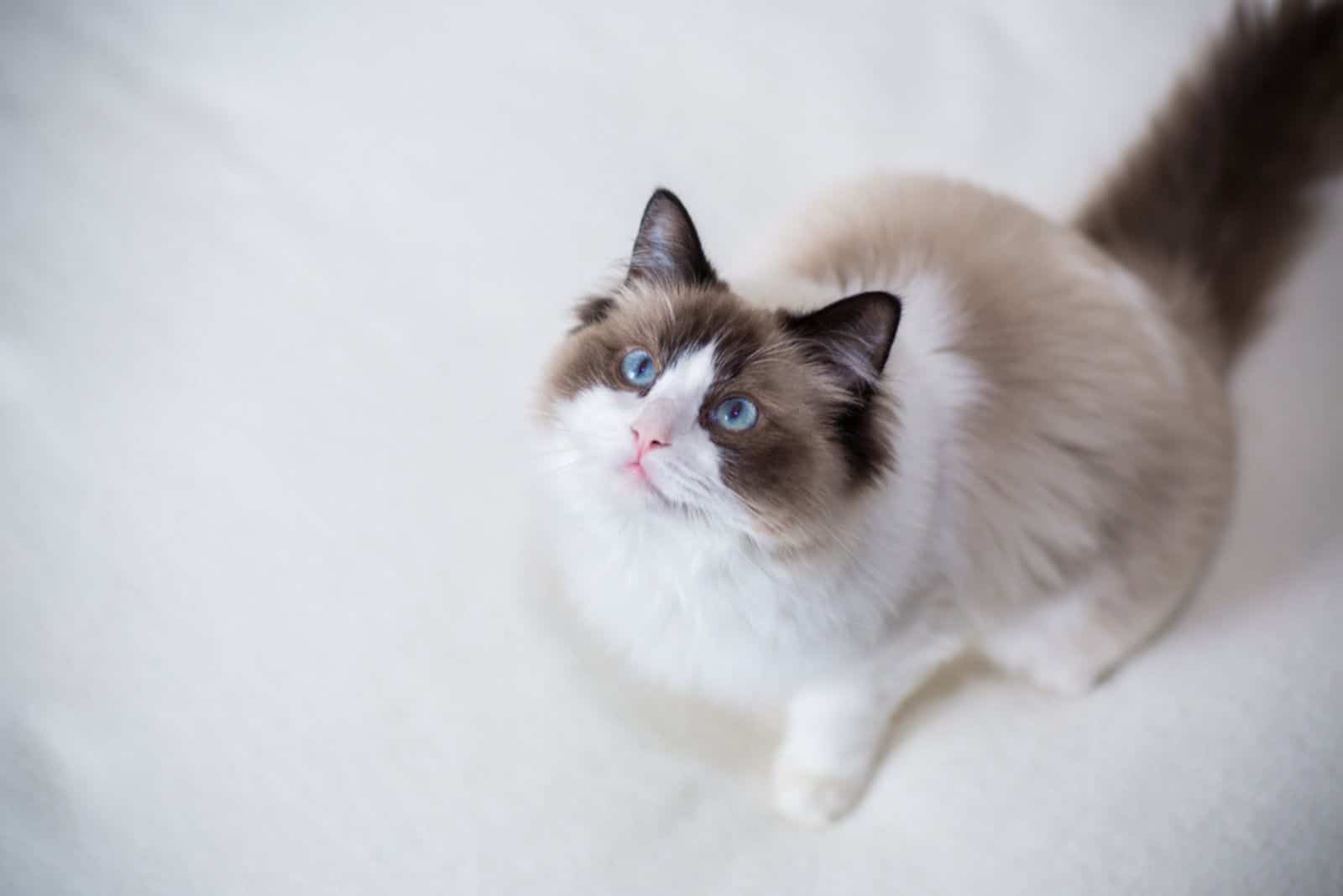 Young healthy beautiful purebred Ragdoll cat