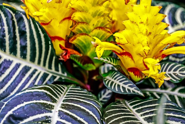 zebra plant care Aphelandra squarrosa