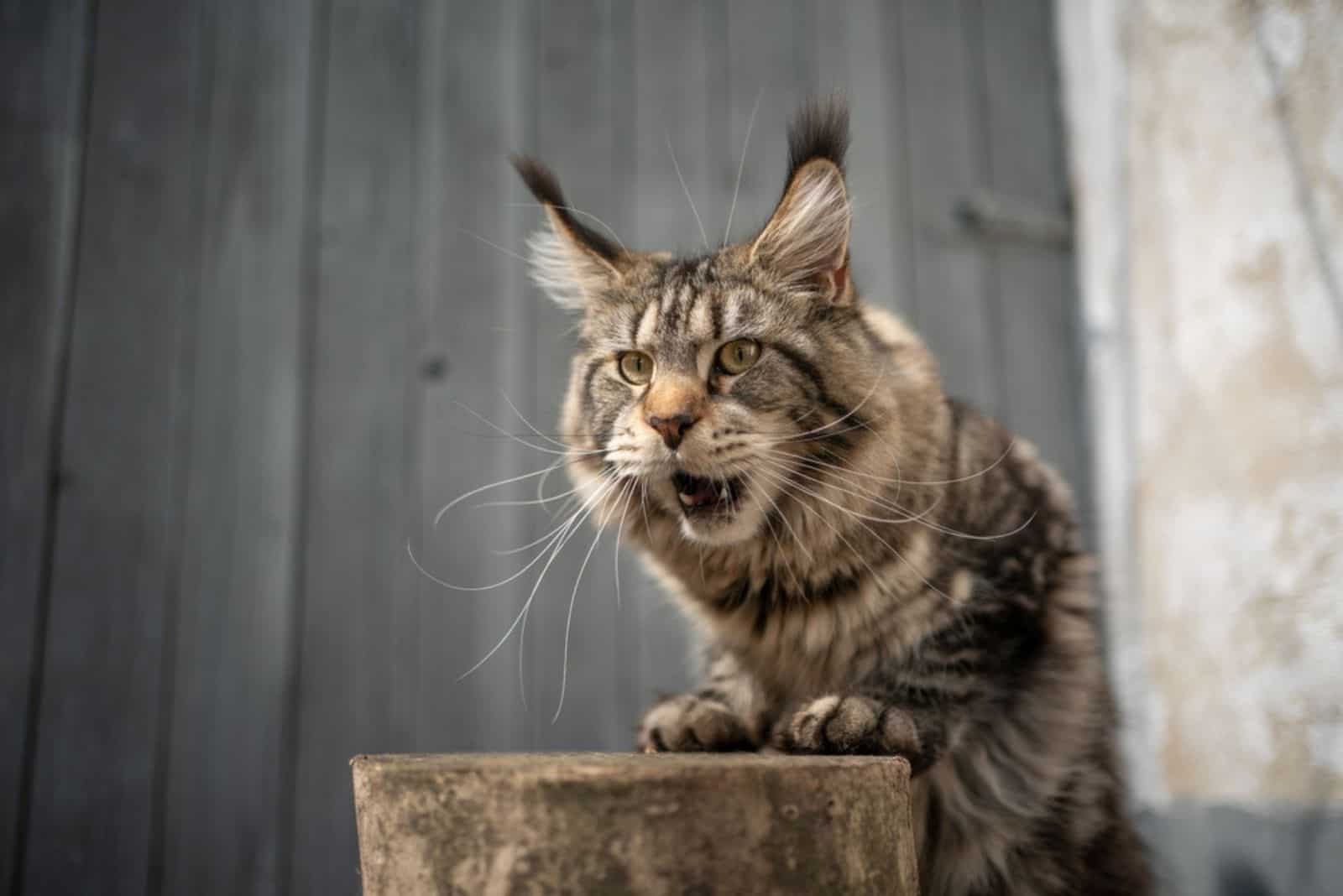 a beautiful Maine Coon leaning against a tree and meowing