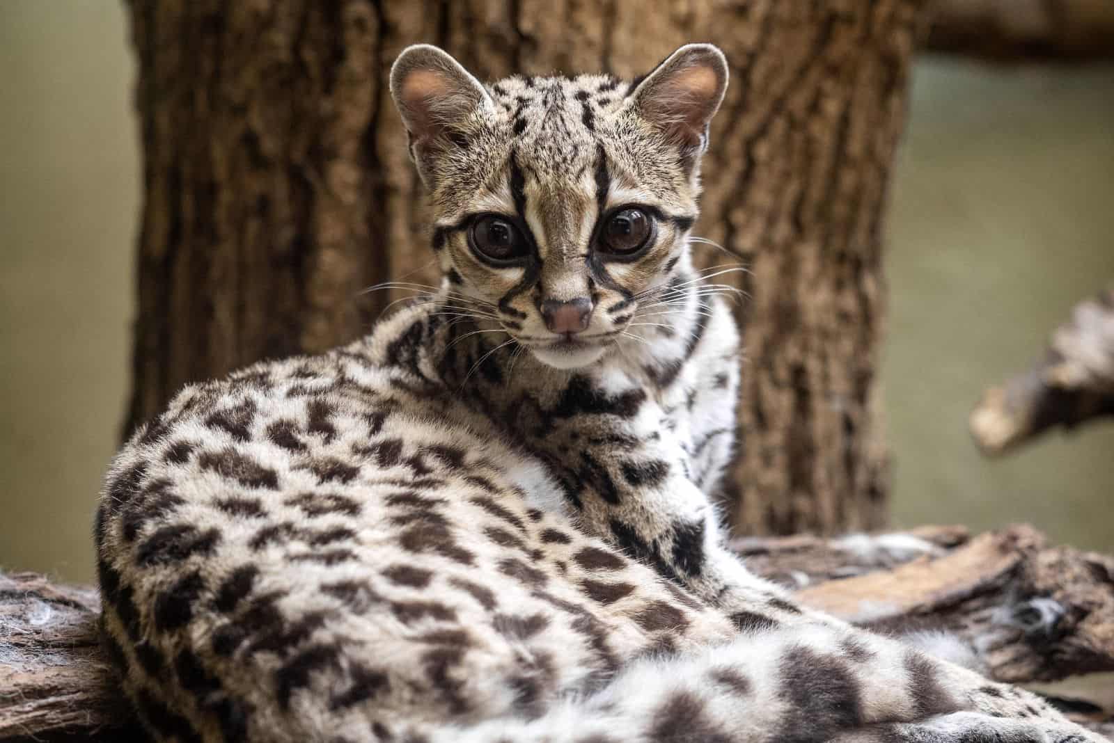 a beautiful Margay cat