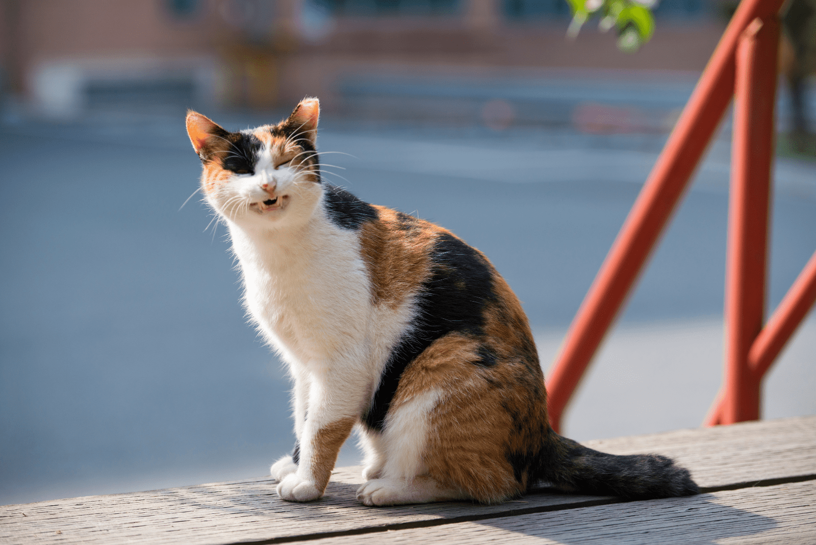 a beautiful cat is sitting and coughing