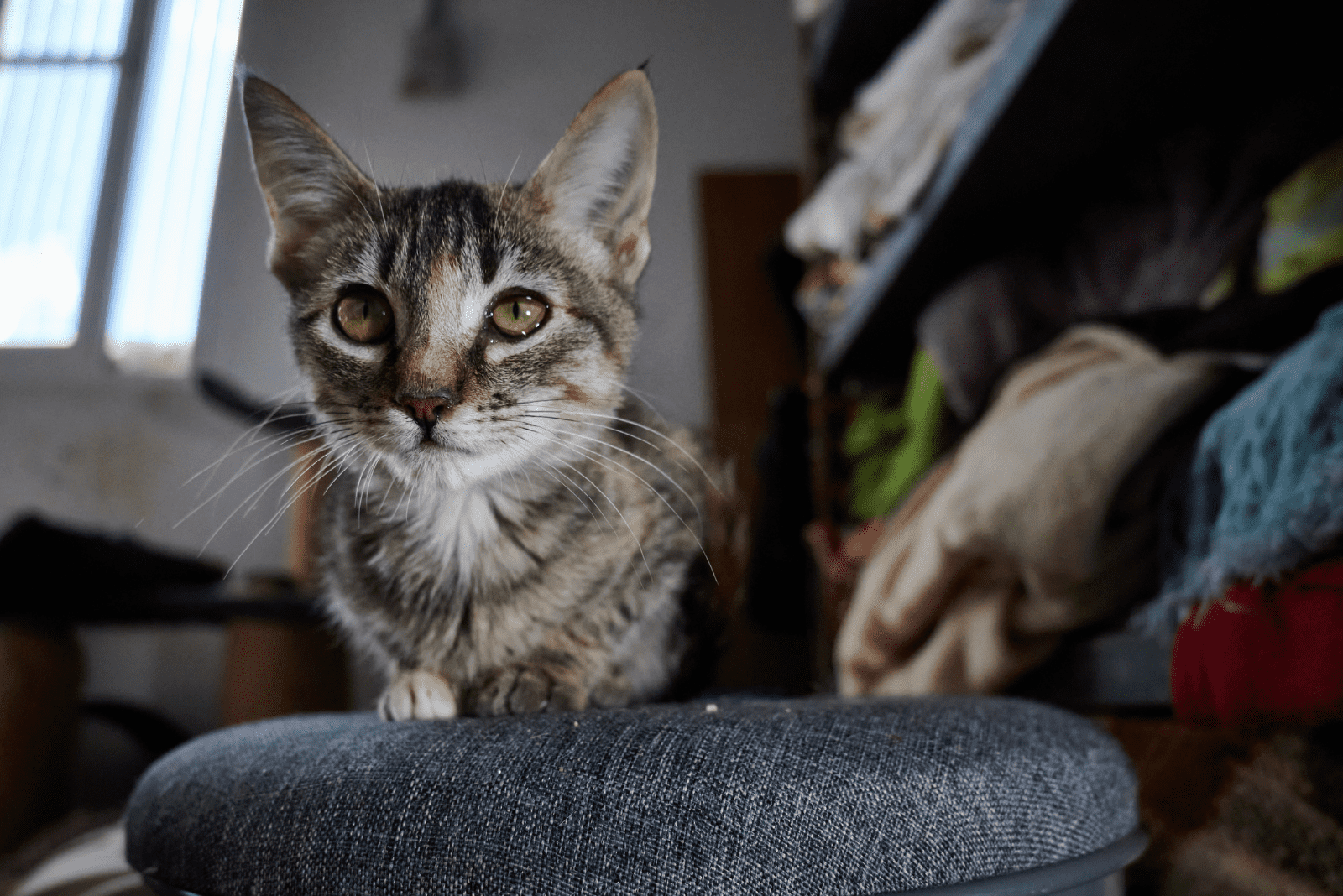 a beautiful cat sits on the couch and looks into the distance