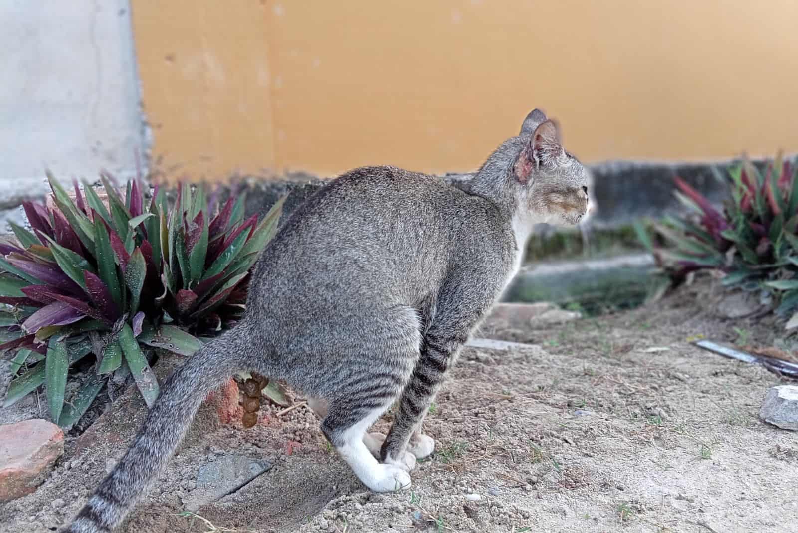 a beautiful gray cat poops in a flower garden