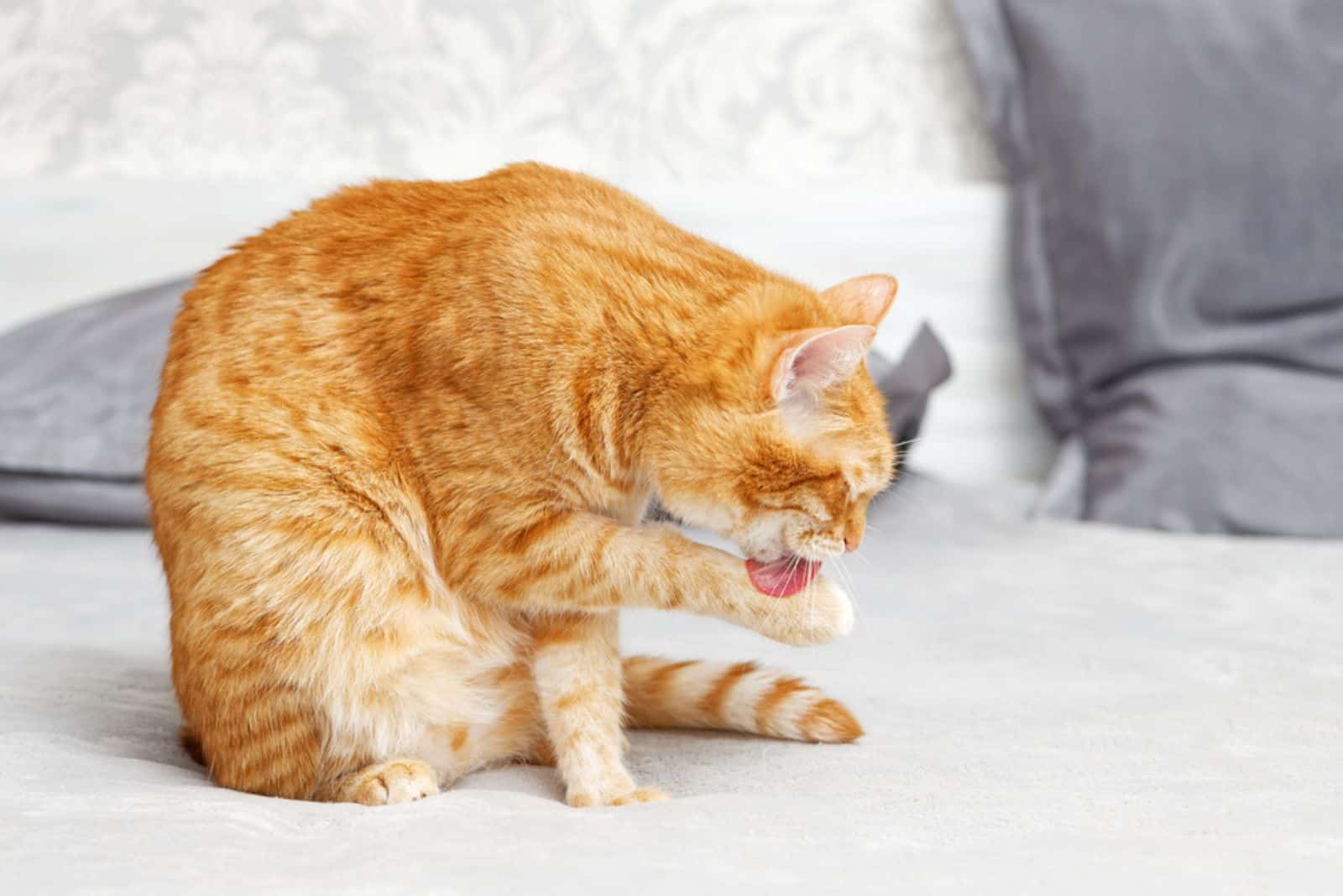 a beautiful yellow cat sits on the bed and licks its paws