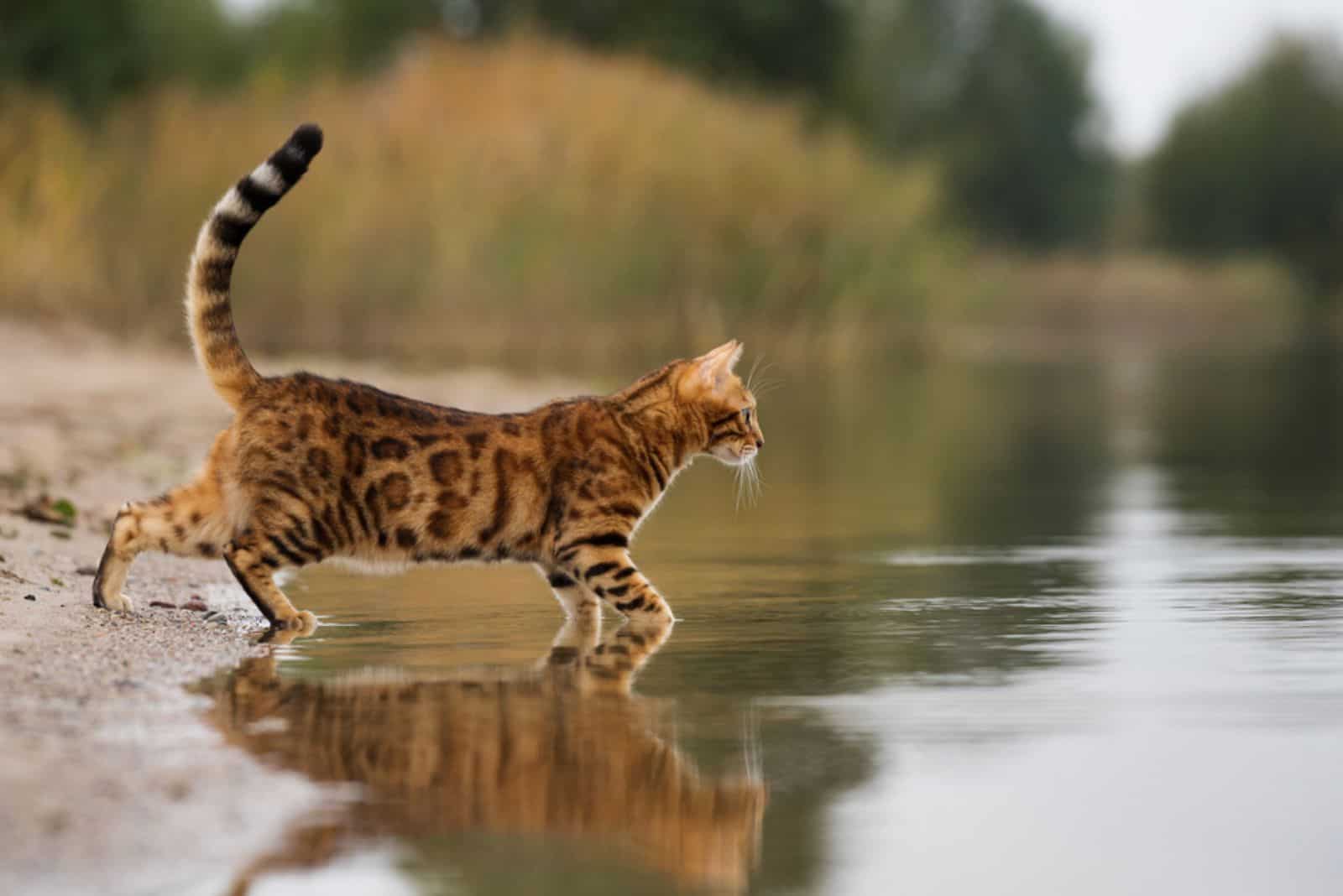 a bengal cat enters the water