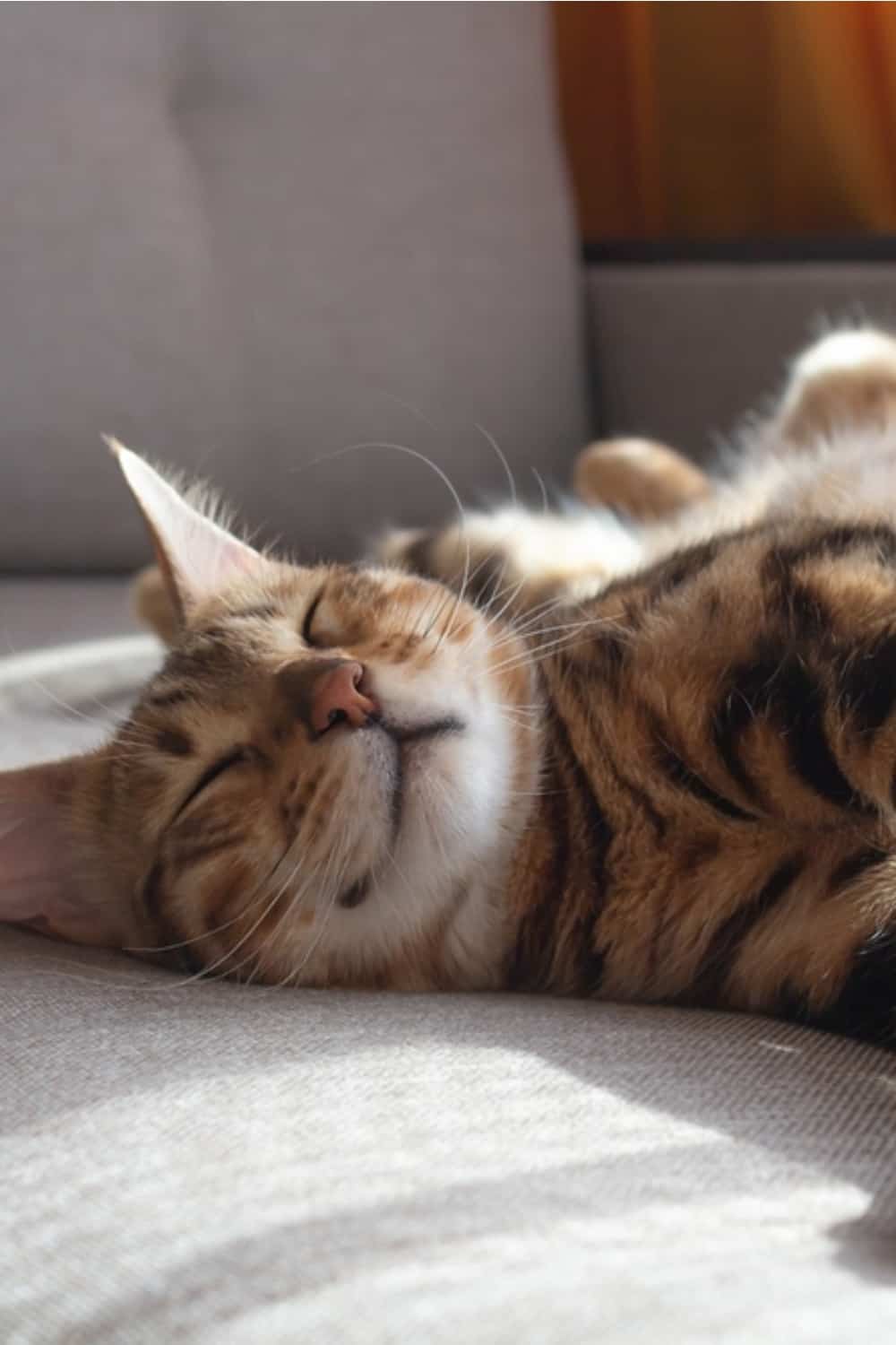 a bengal cat sleeps on the couch