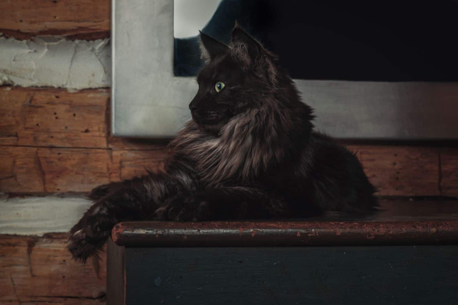 a black Maine Coon cat lies on a wooden background