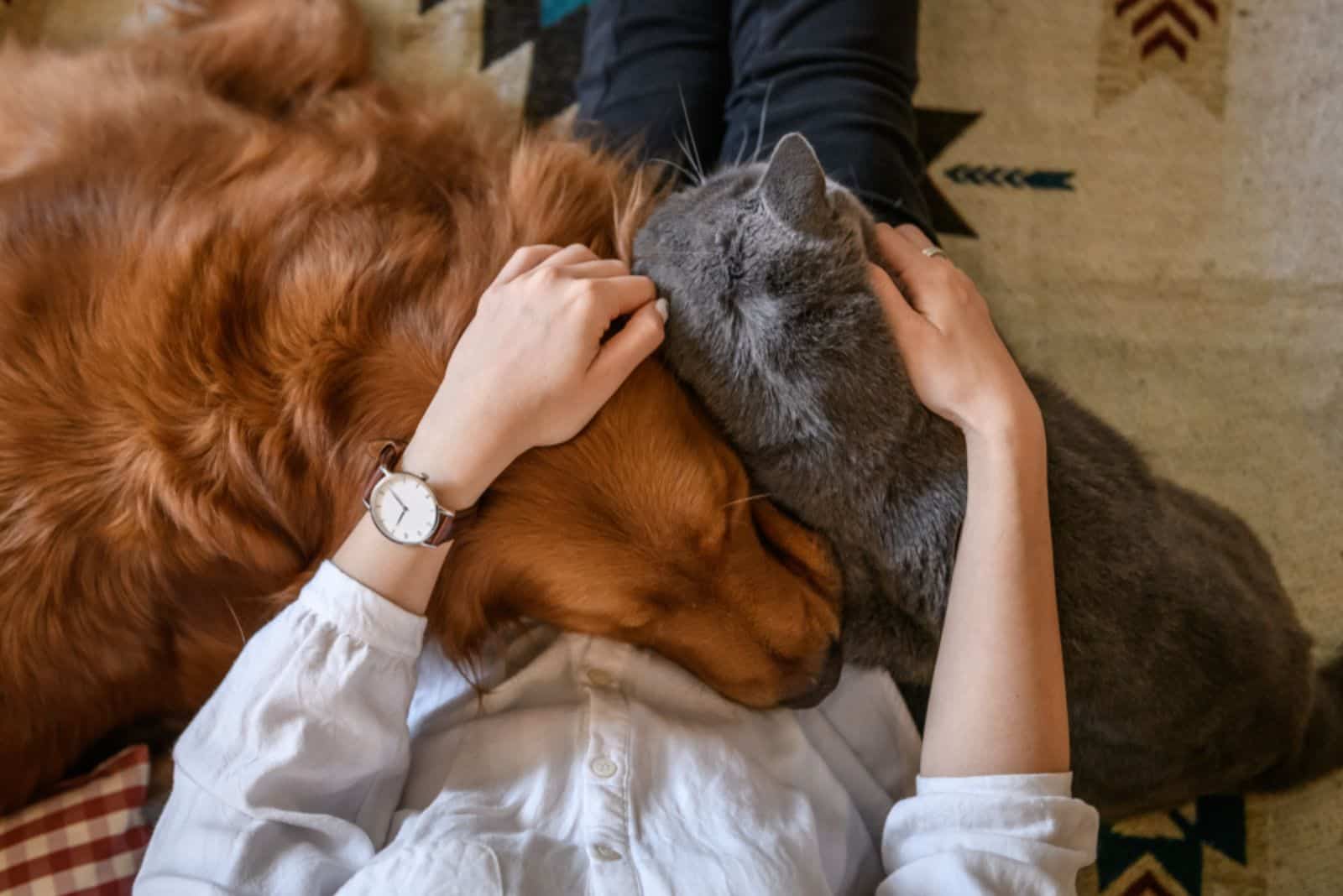 a cat and a dog on a woman's lap