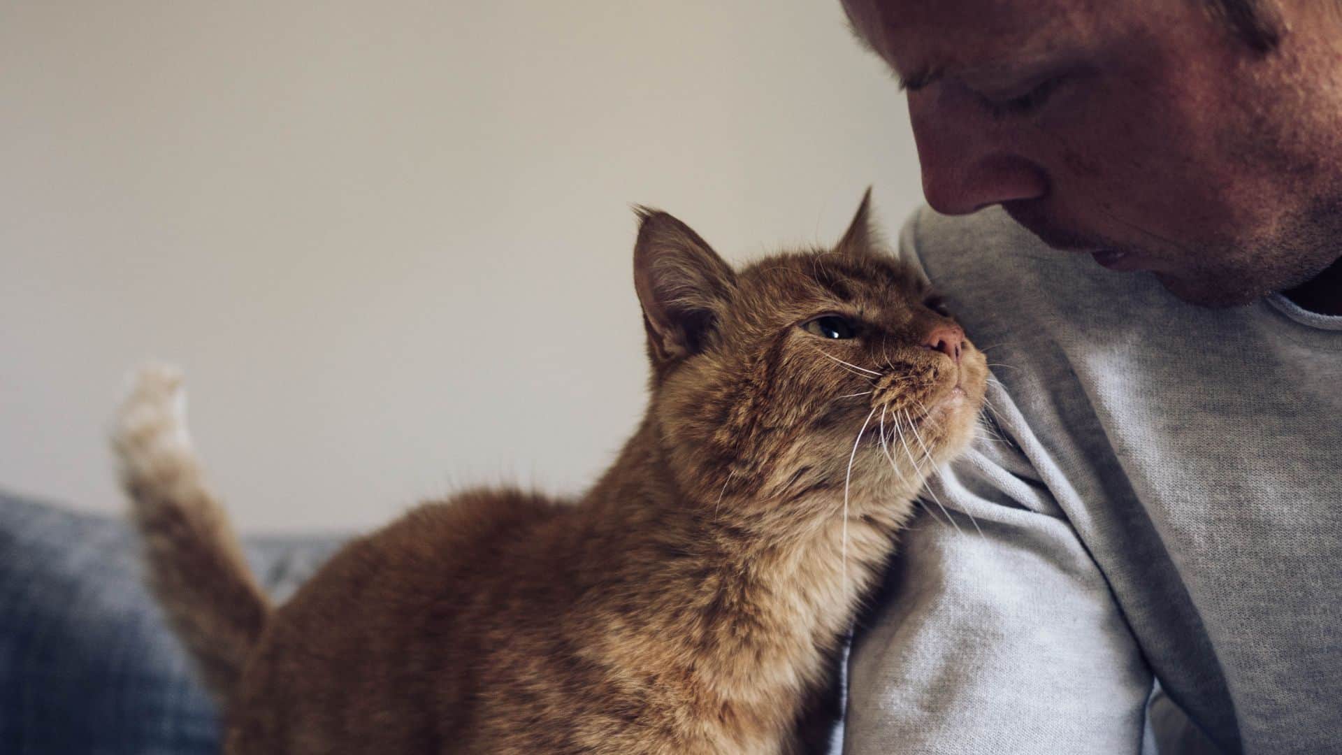 an orange cat cuddling with a man