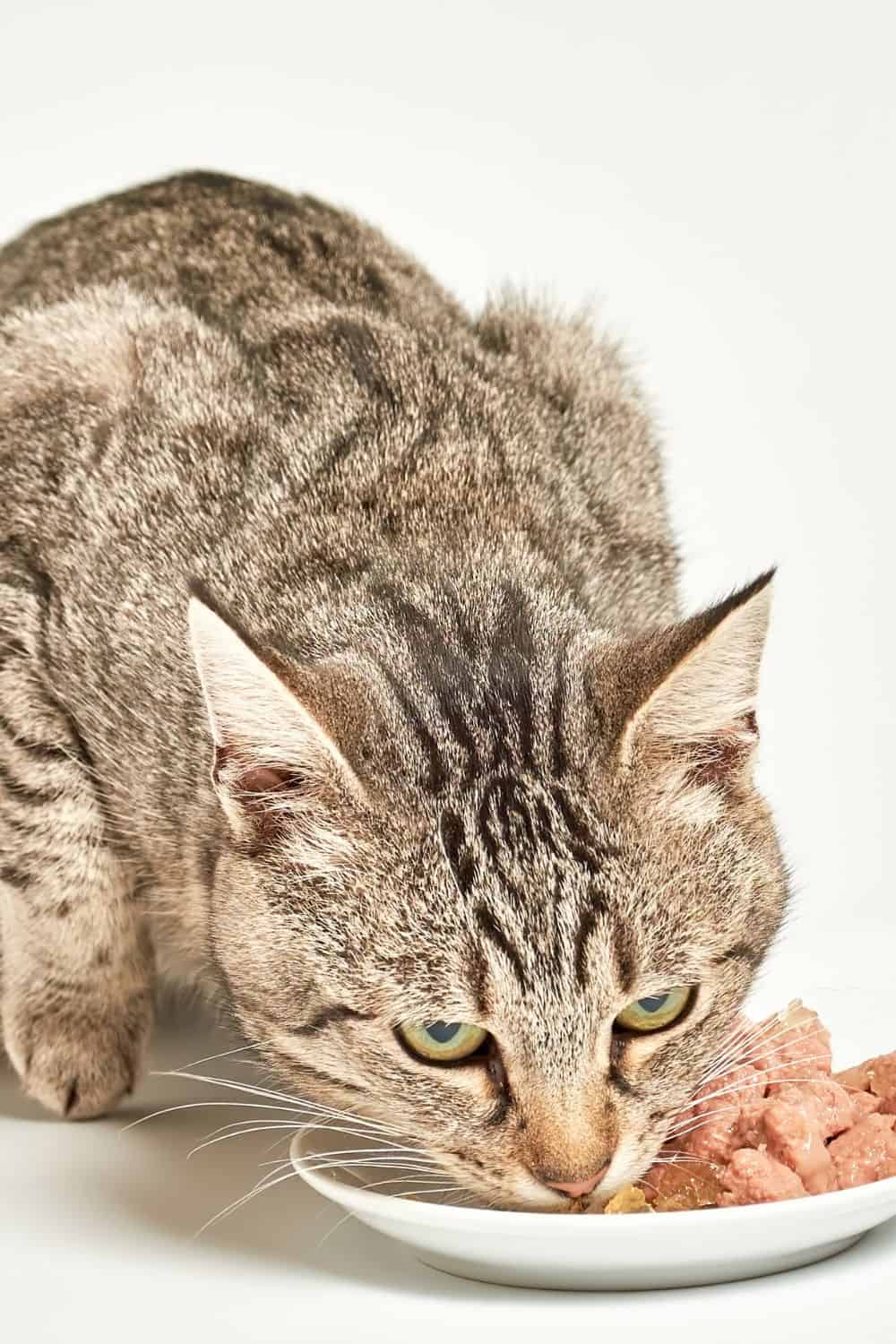 tabby cat eating tuna from a plate