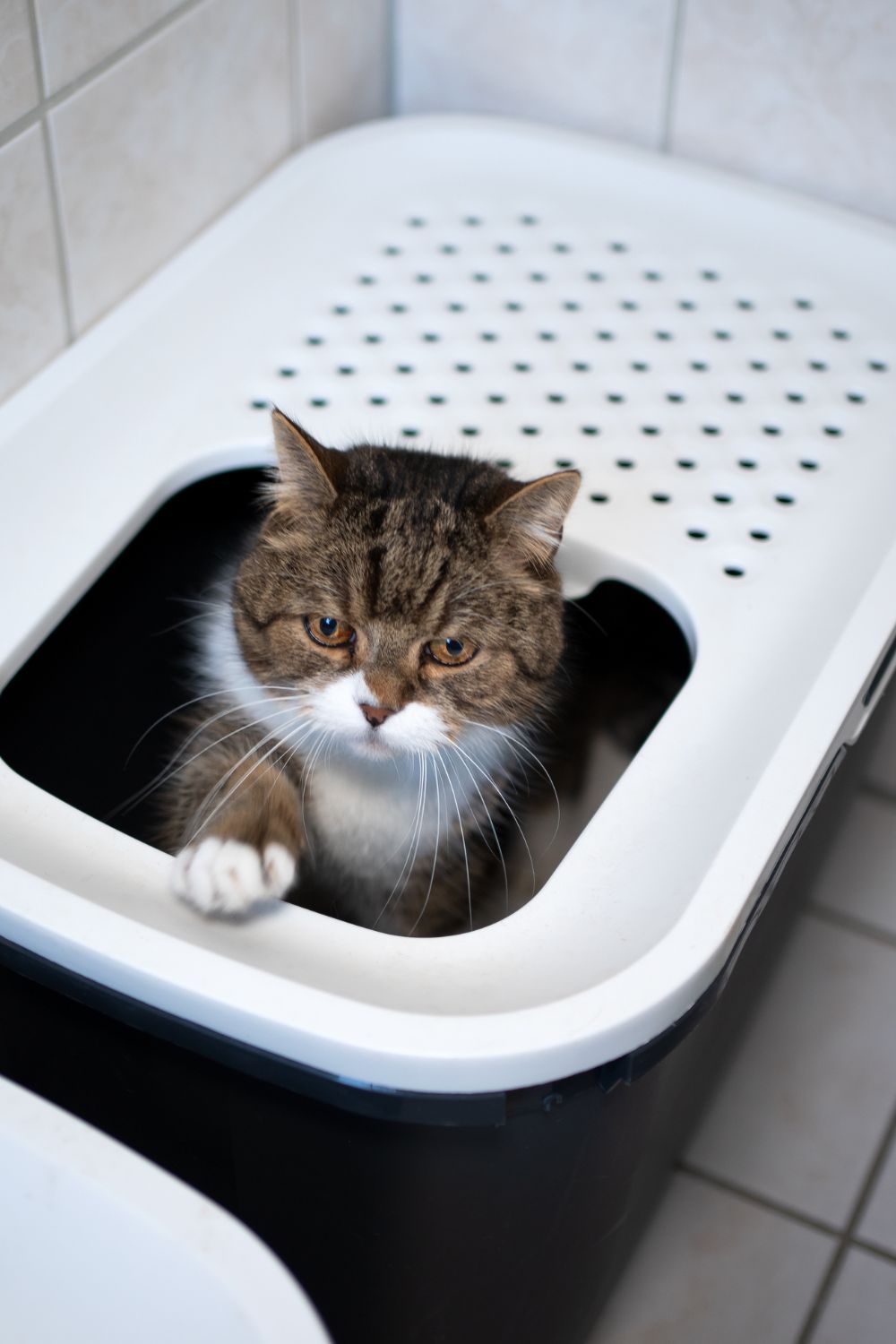 a cat is looking out of the black and white litter box