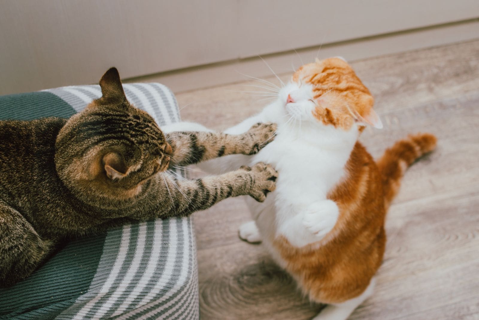 a cat lies on the couch and attacks another cat