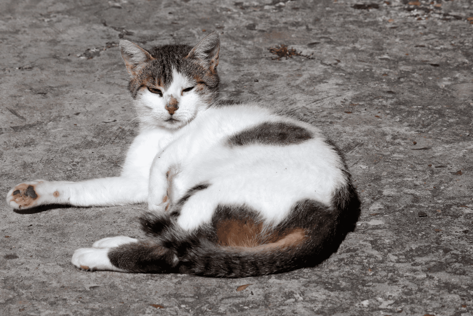 a cat lies on the pavement and squints out of one eye